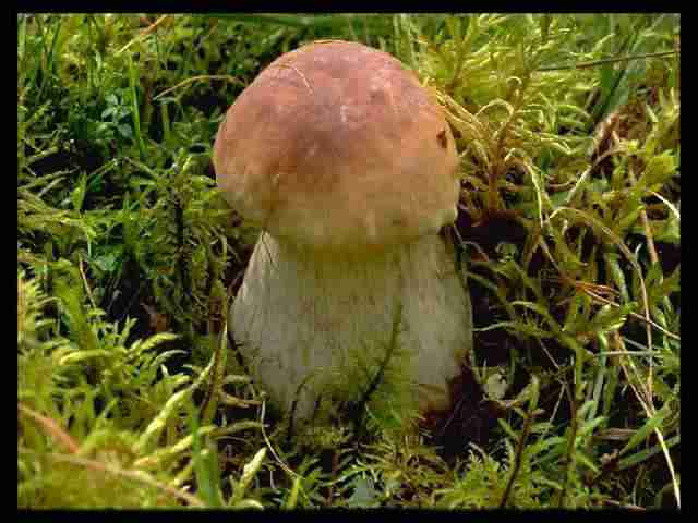  Image name: 101 Porcino.jpg 
 width: 640 pixel 
 height: 480 pixel 
 Size: 25146 bytes 
 Click to enlarge 